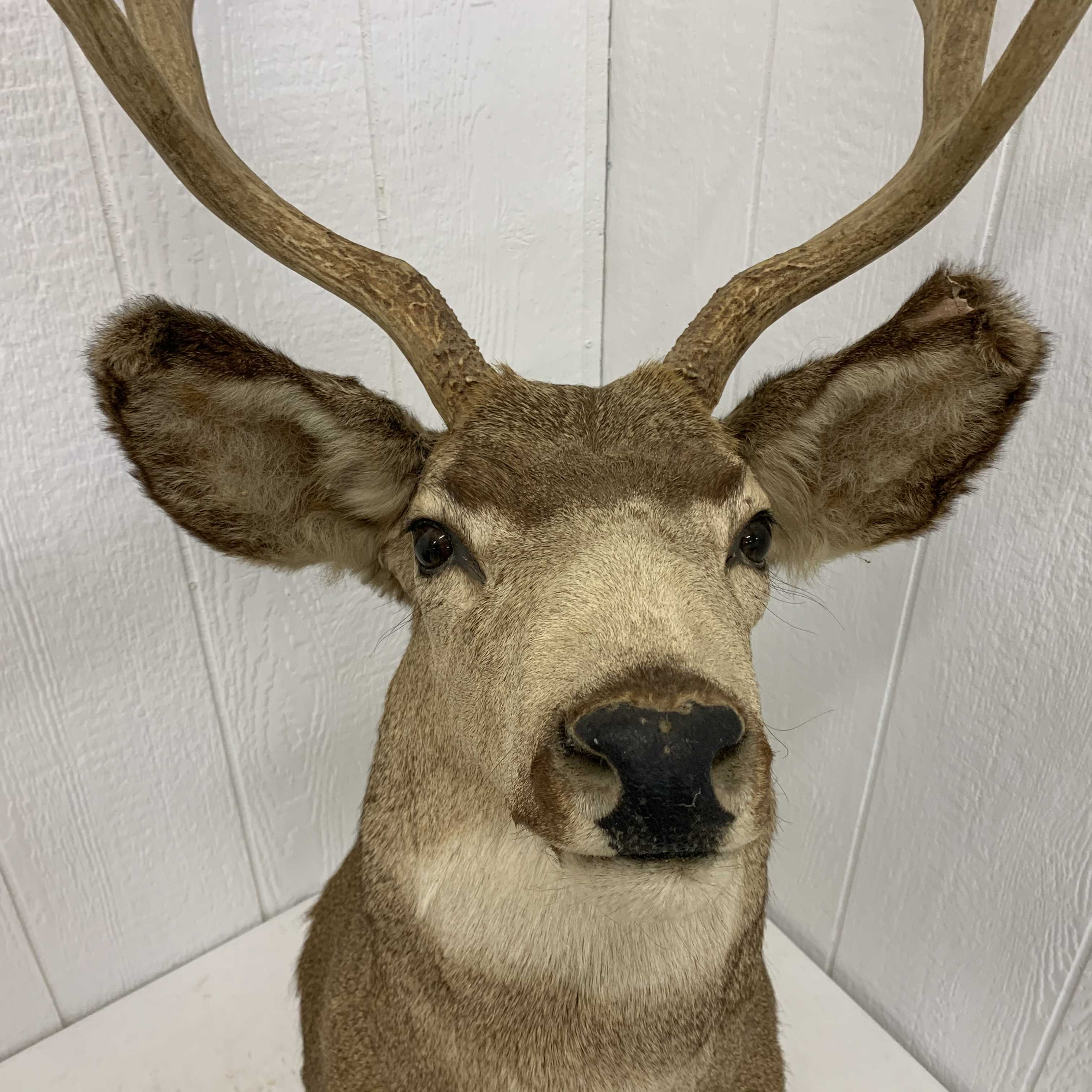 stuffed deer taxidermy