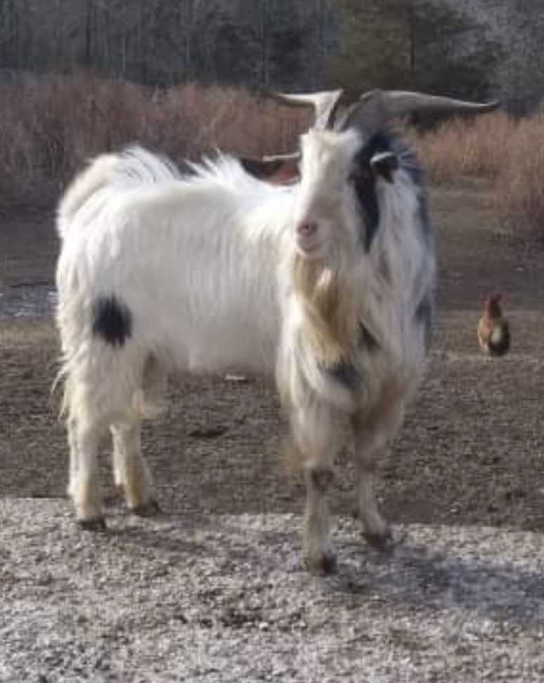 Livestock And horse tack and miscellaneous items 