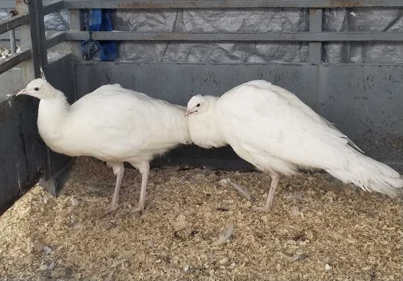 Livestock auction 