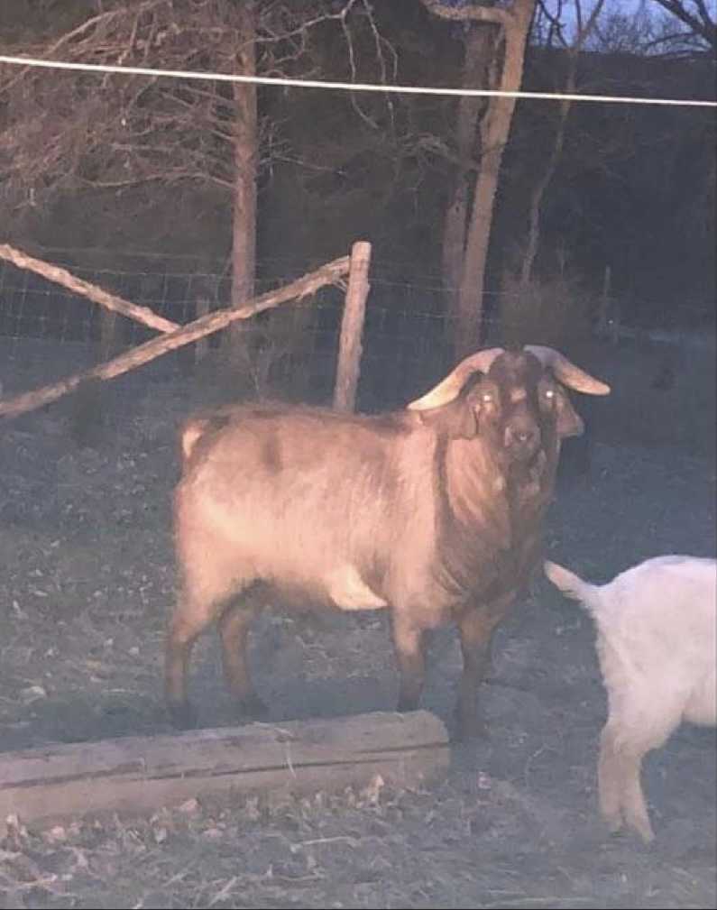 Livestock 