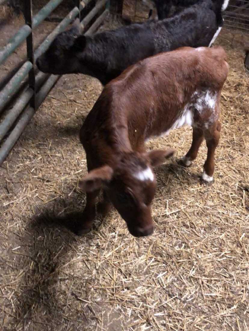 Livestock 