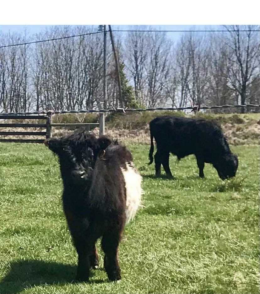 Livestock 