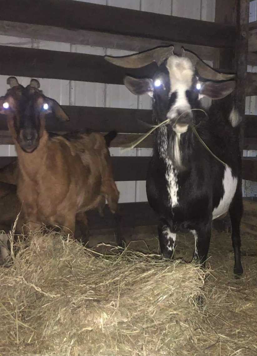 Livestock 