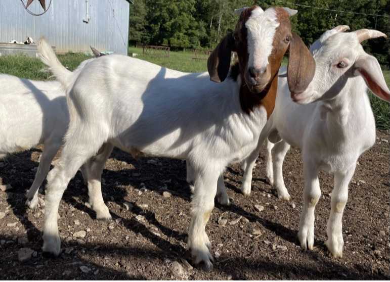 Livestock and miscellaneous 