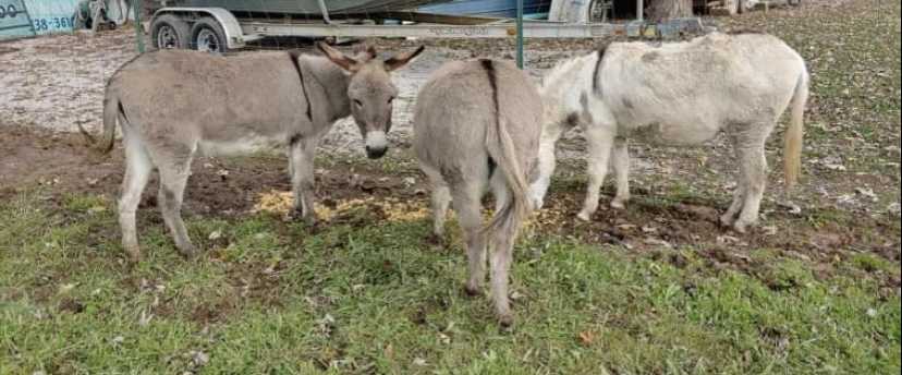 Livestock and miscellaneous items 