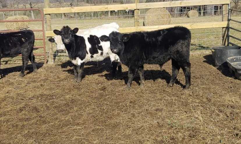 Livestock 
