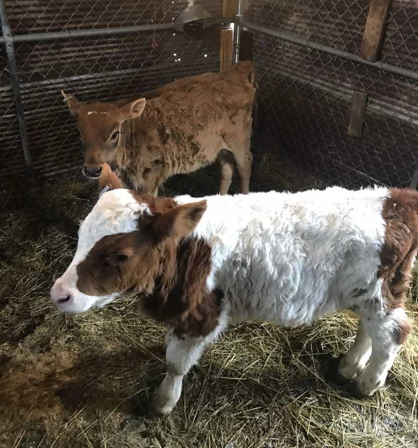 Livestock and miscellaneous items 