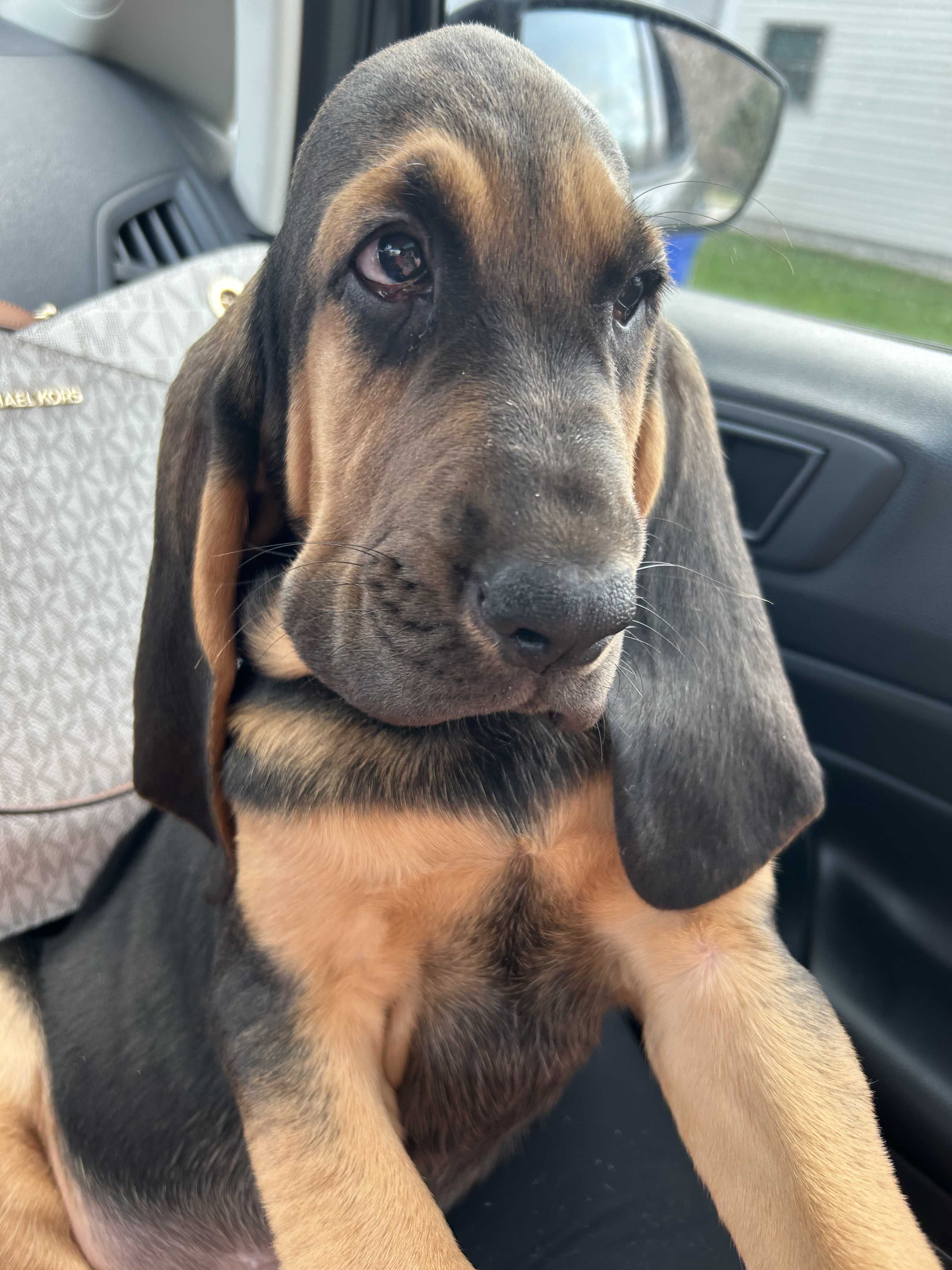 ANTIQUES, MUSTANG, TRACTOR, MOWERS, AND MORE!