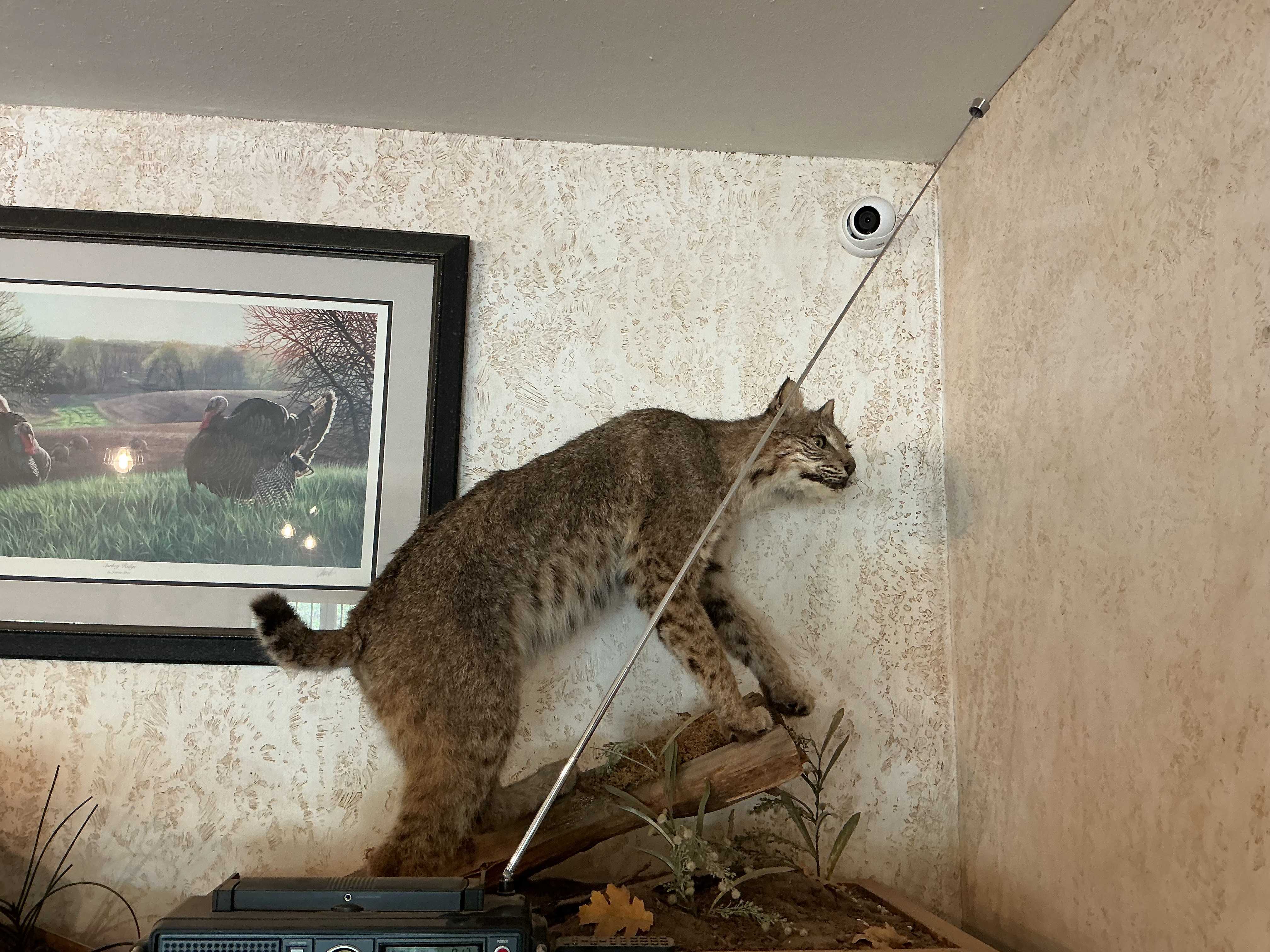 Image for Taxidermy