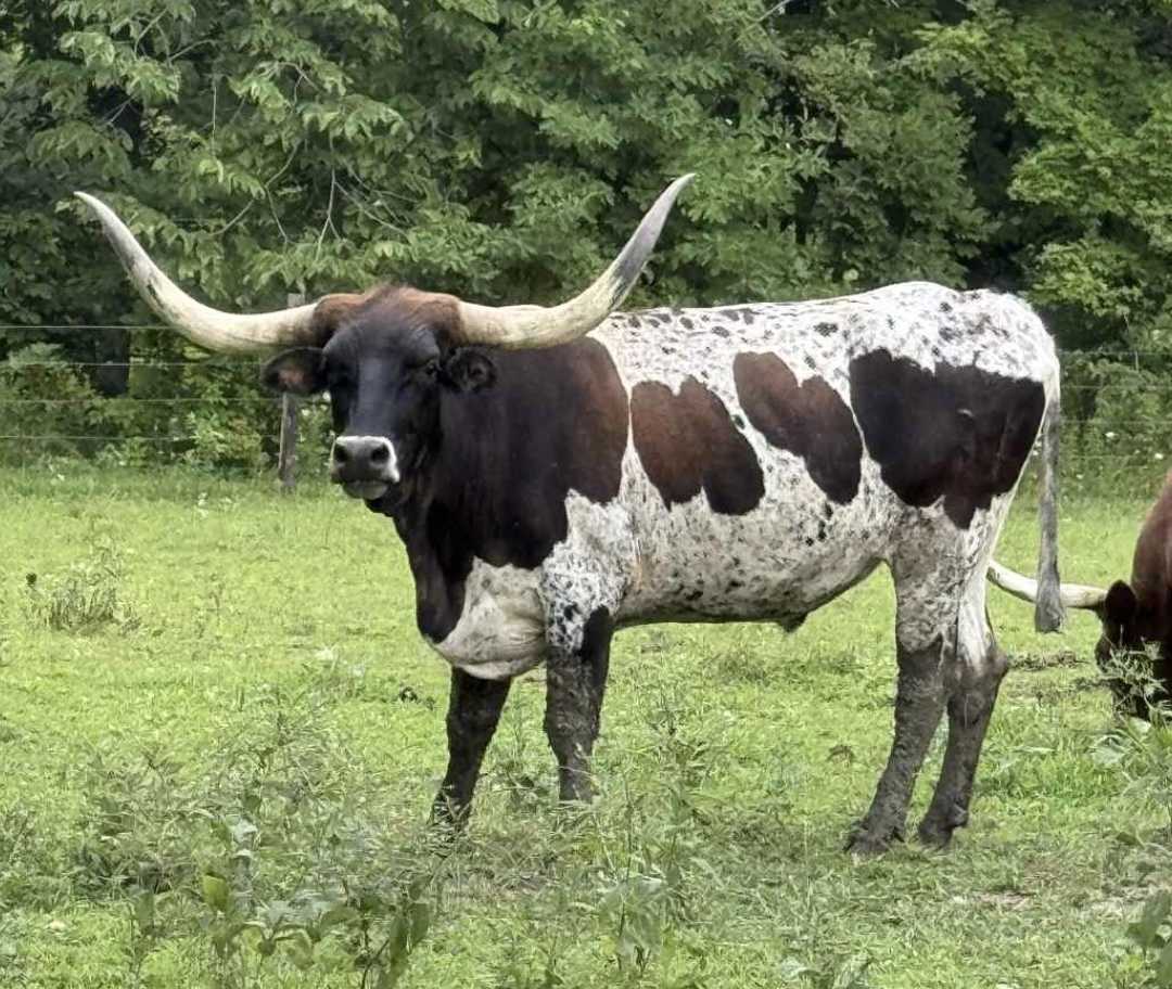 Image for Longhorn Bull