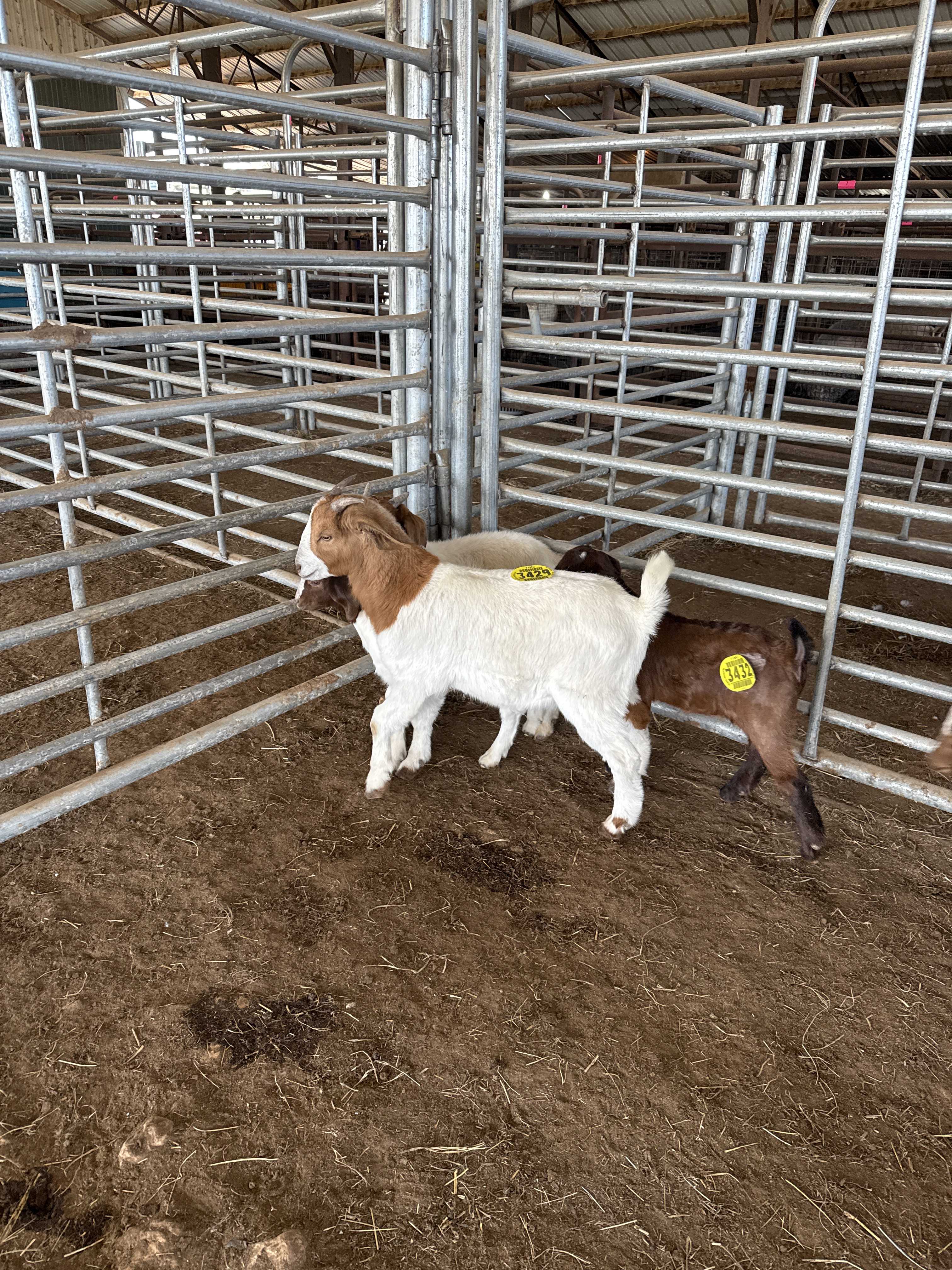 Image for Red head wether