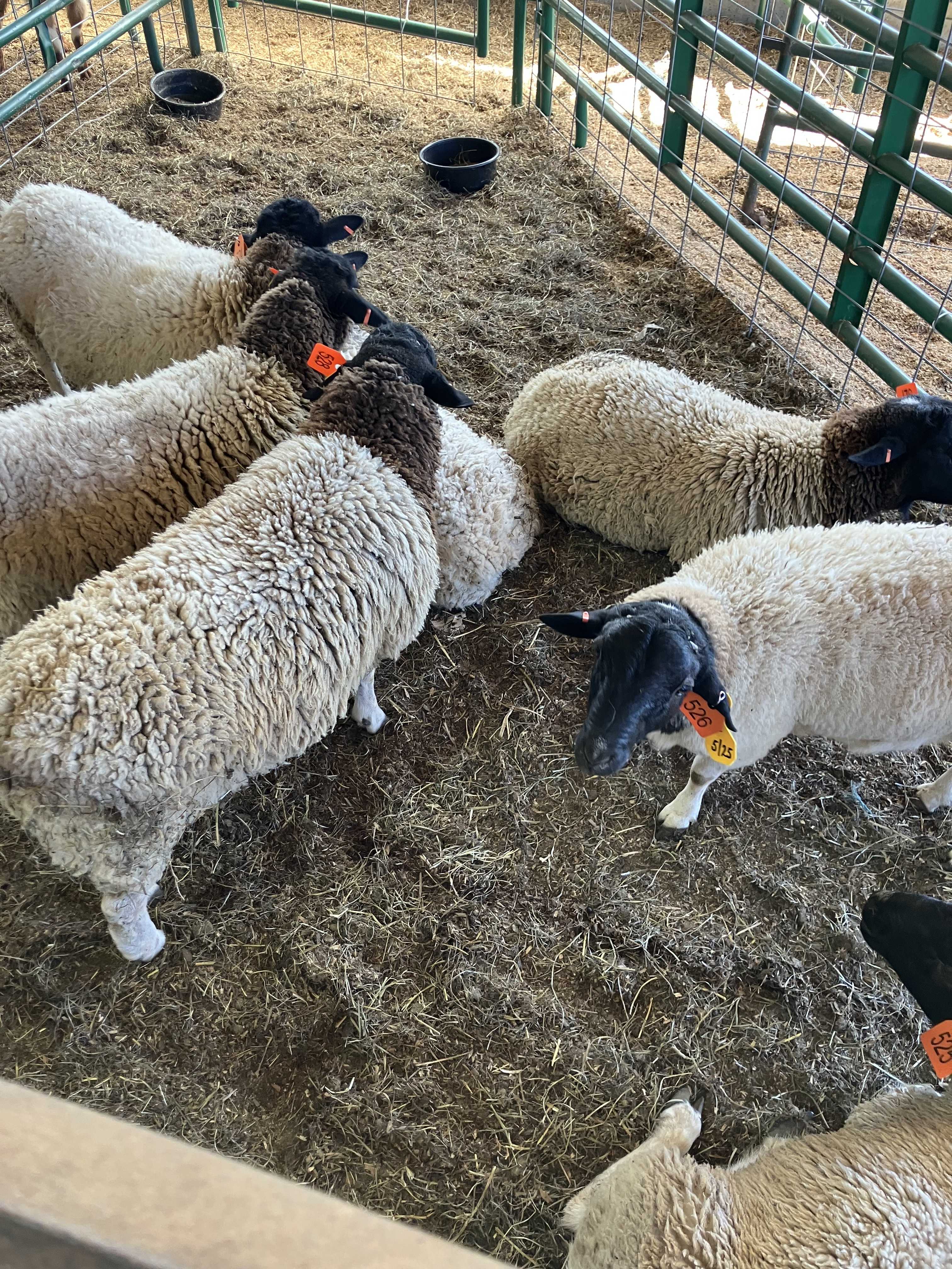 Featured auction image