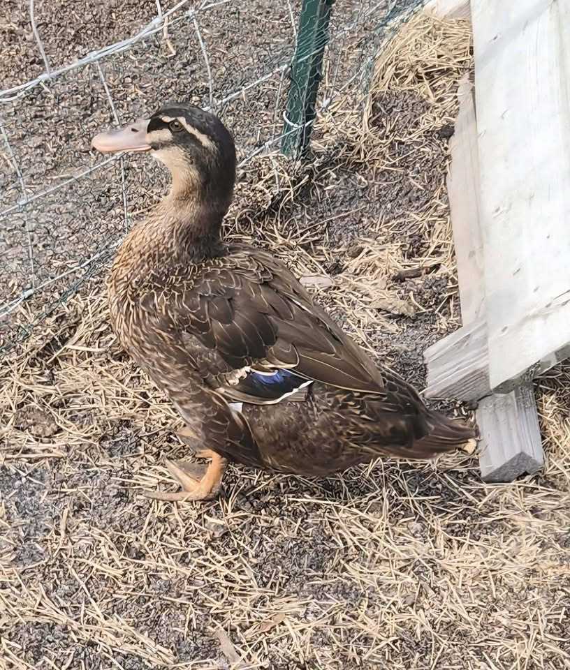 Featured auction image