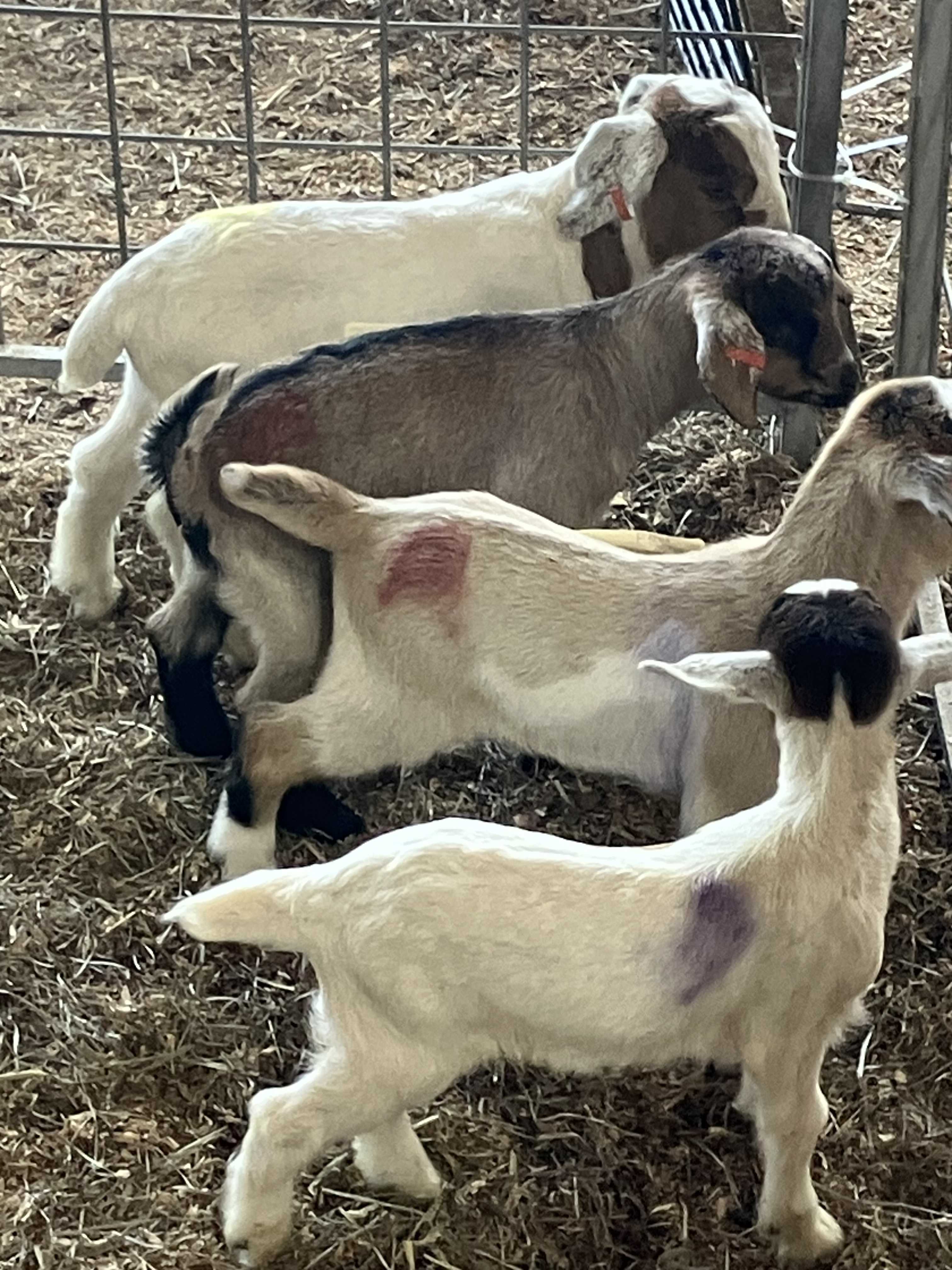 Featured auction image