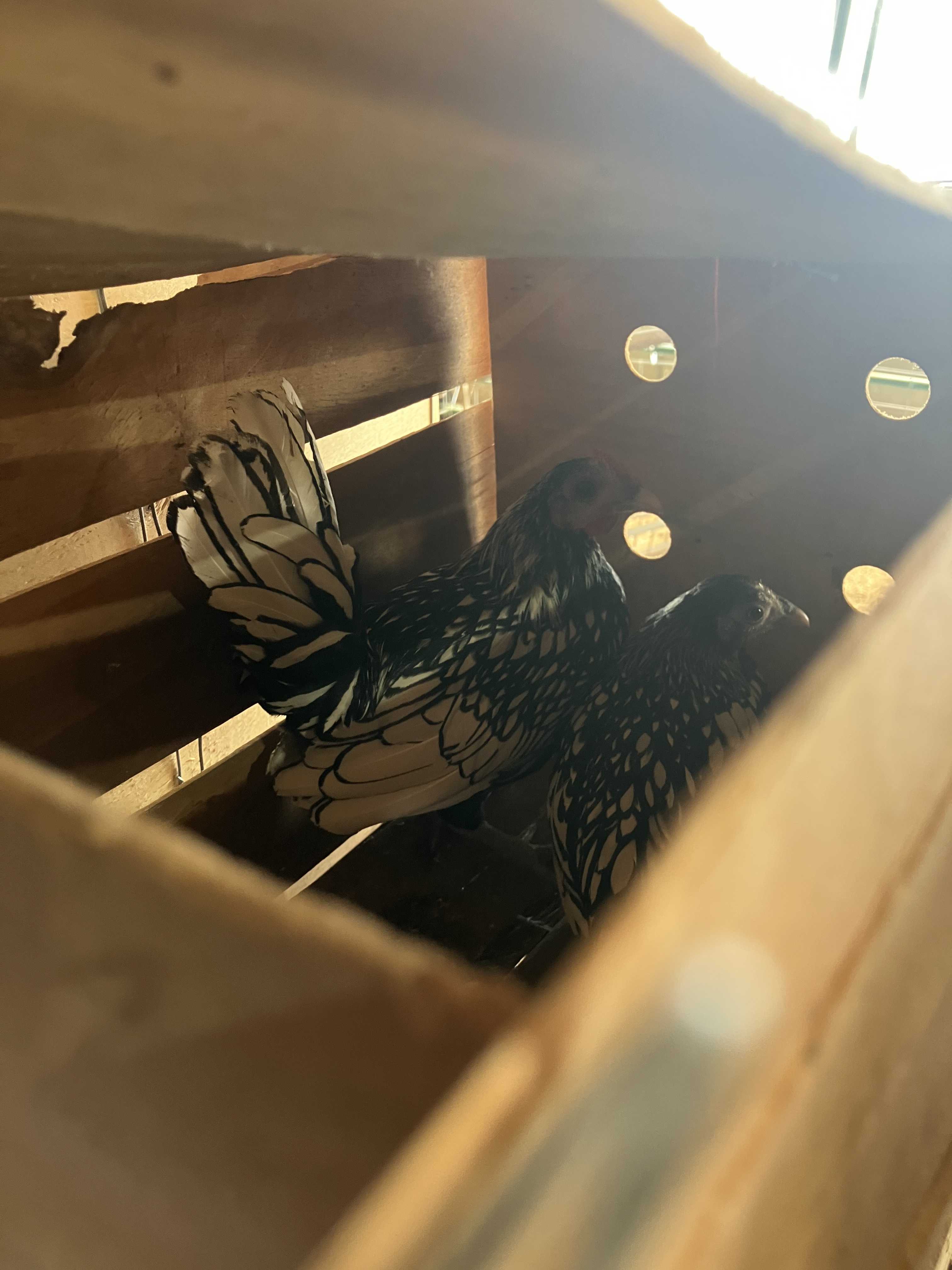 Featured auction image