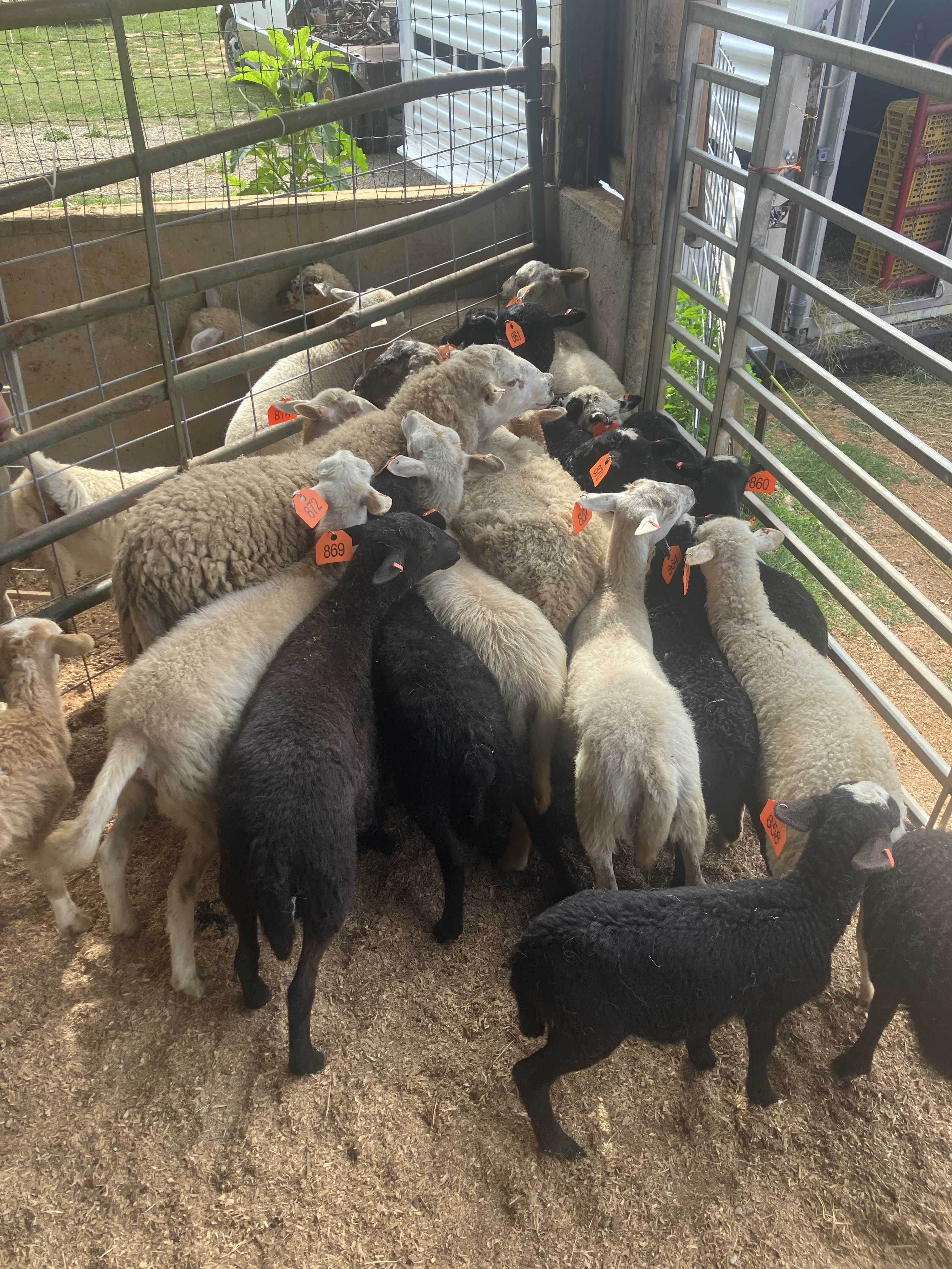 Featured auction image