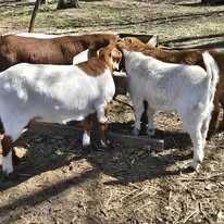Featured auction image