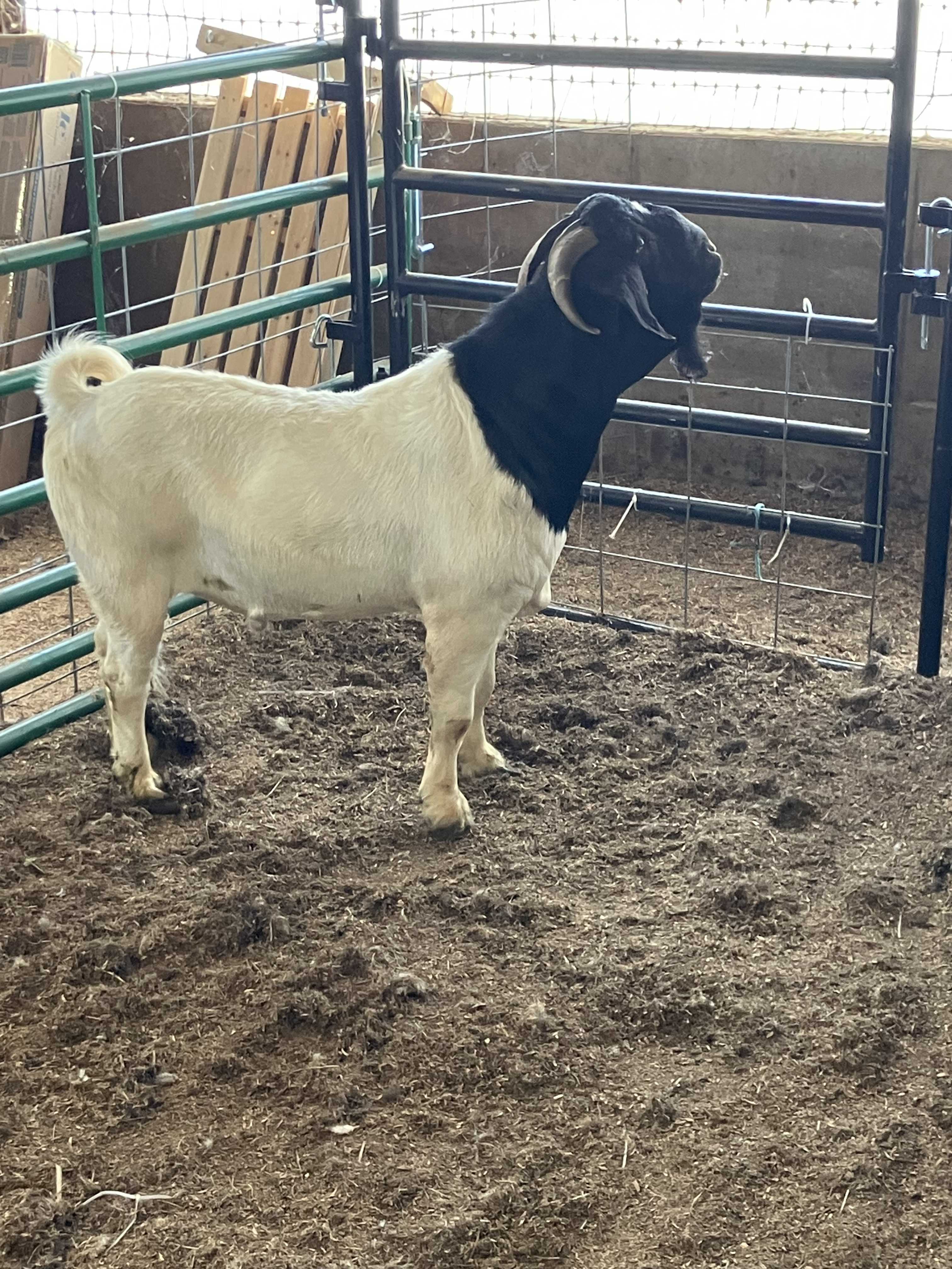 H&W Auction, Small animal sale