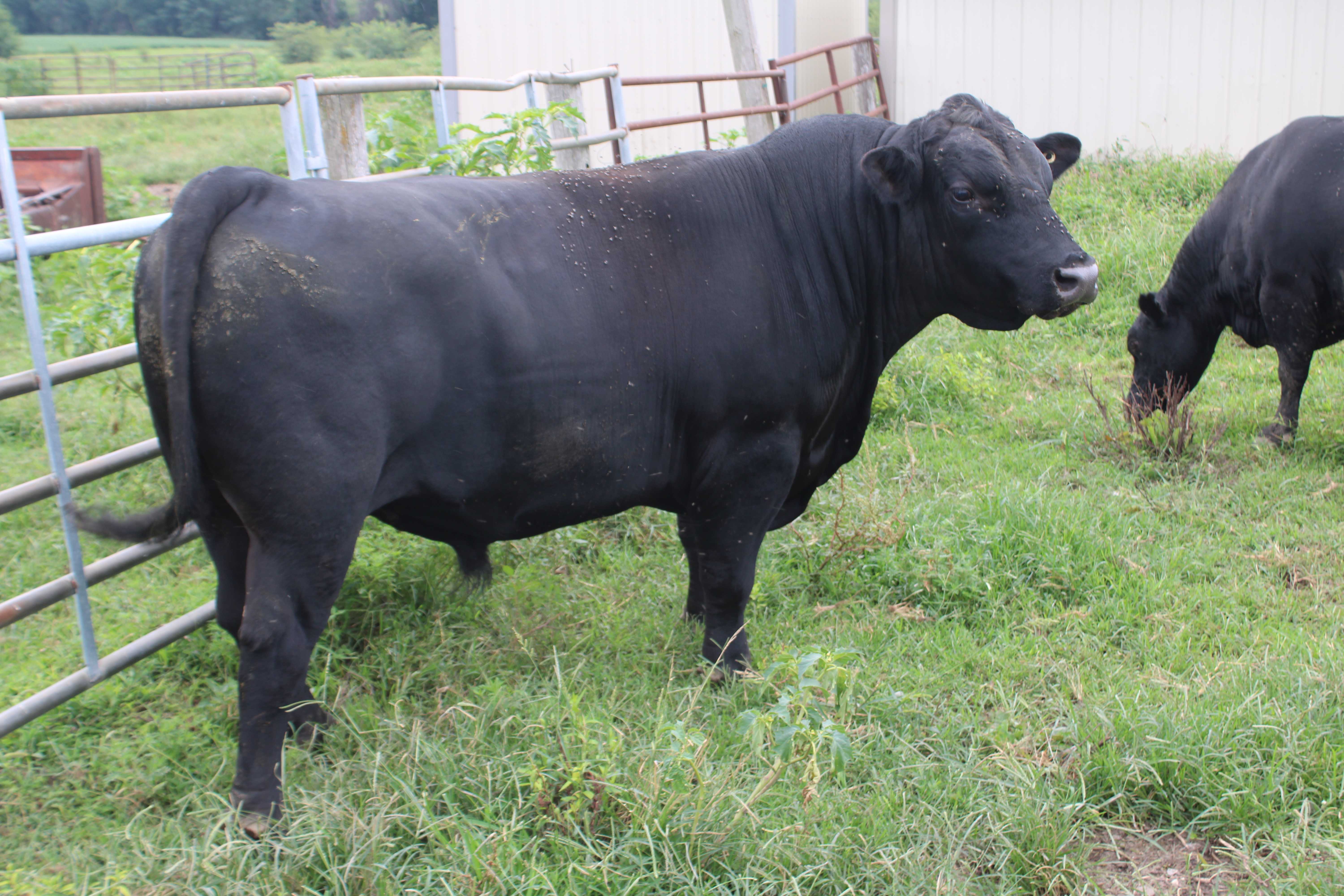 Auction teaser for Cattle & Equipment Auction