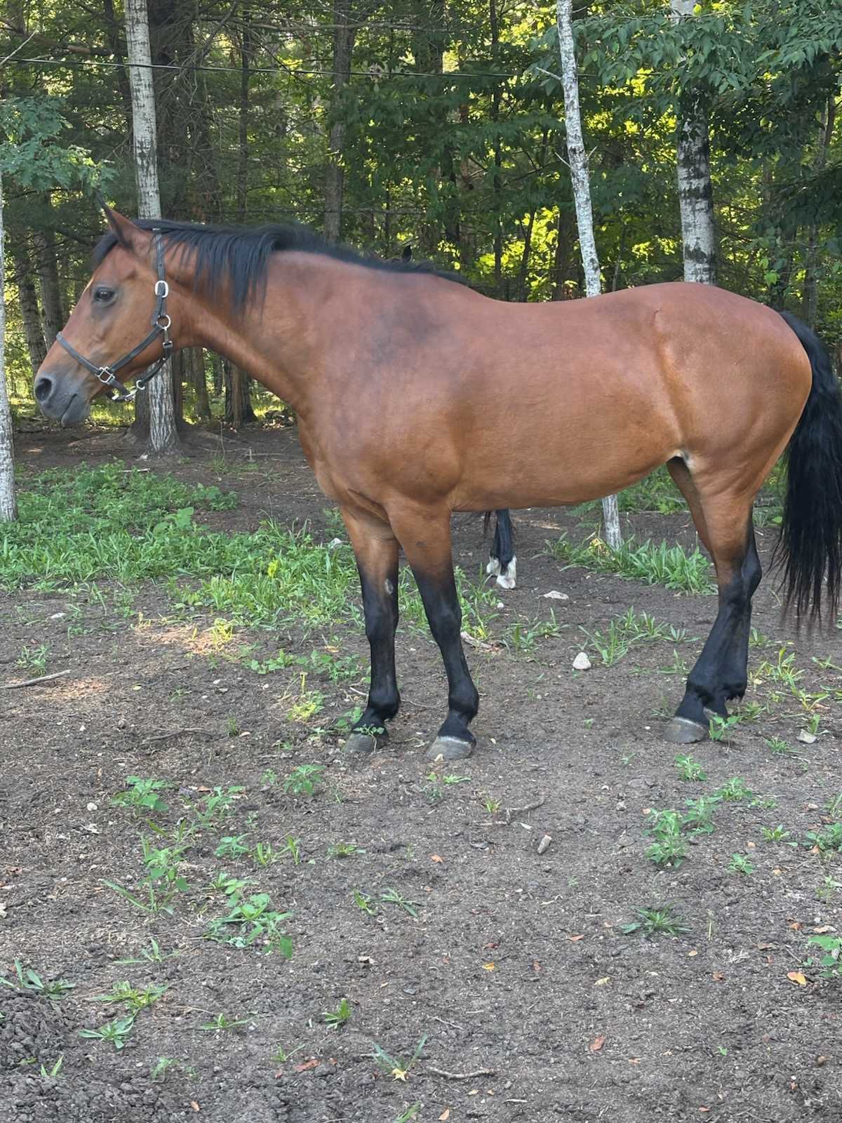 Featured auction image